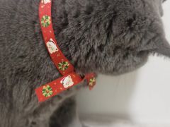 -瑞鹏宠物医院·骨科·猫科·内科(第一中心)