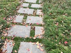 -高东镇樱花园