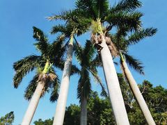 -大嶝英雄三岛战地观光园