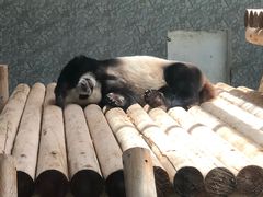 -西安秦岭野生动物园