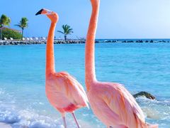 -帕帕拉兹宠物(亚洲旗舰店)