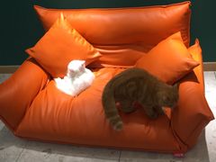 -飞行喵MR PILOT|猫舍·猫咖(静安大融城店)