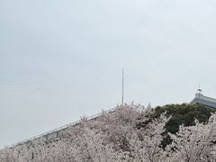 -武汉大学-樱园