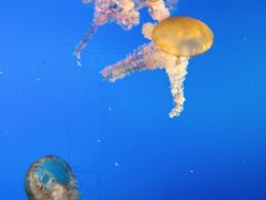 -太平洋海底世界