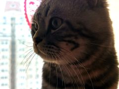 -全心全意连锁动物医院·特色中医诊疗(会城门分院)