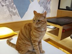 -滚猫咖啡·猫咖·猫友好撸猫(未来城店)