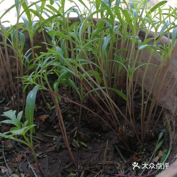 波斯菊这么种。能开花不~