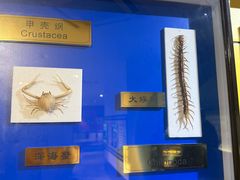 -上海昆虫博物馆