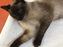 -惠康宠物医院(华能路店)