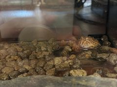 -帕帕拉兹宠物(亚洲旗舰店)