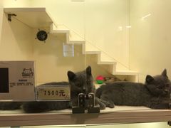 -十年猫舍·猫咪专门店(普陀店)