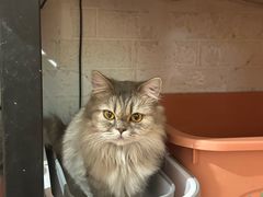-平行世界·猫咖(首经贸店)
