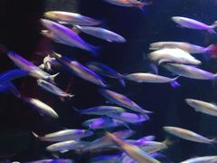 -悉尼海洋生物水族馆