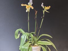 -北京植物园-展览温室