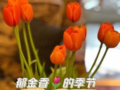 -花鸟鱼虫鲜花绿植市场(玉泉路店)