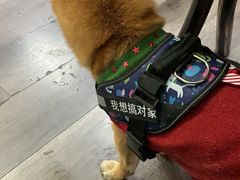 -猫尾侦探俱乐部·剧本杀·狼人杀