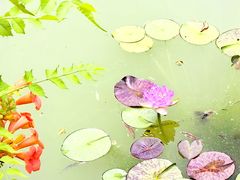 -国家植物园南园