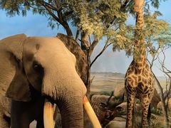 -陕西自然博物馆