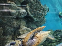 -上海海洋水族馆