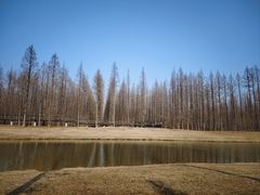 -黄海国家森林公园