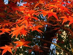 -证大大拇指广场(芳甸路店)