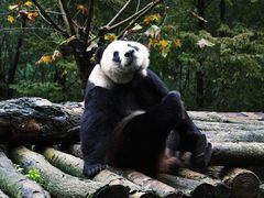 -都江堰中华大熊猫苑
