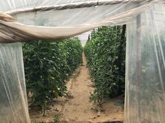 蔬菜棚-庞各庄翠芳园西瓜蔬菜基地采摘园