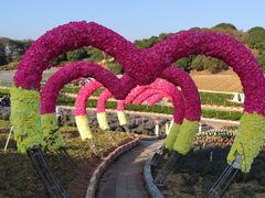 -松山湖梦幻百花洲