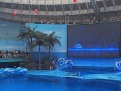 -海合安成都极地海洋公园