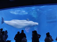 -海合安成都极地海洋公园