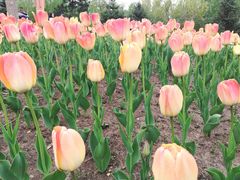 -长春公园(普阳街道)