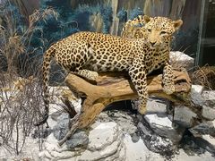 -陕西自然博物馆