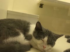 -十年猫舍·猫咪专门店(普陀店)