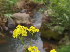 -十九峰景区-倒脱靴