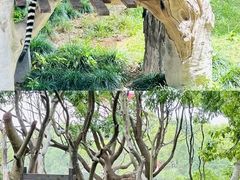 -上海野生动物园