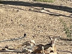 -新疆天山野生动物园