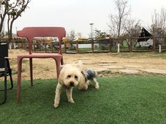 -爪吧宠物乐园·宠物泳池(温榆河示范区店)