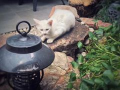 -龙猫意杯花园餐厅(芙蓉湖店)