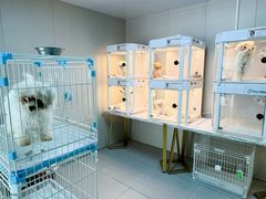 -翊宠yipet猫狗购宠庄园犬舍•猫舍