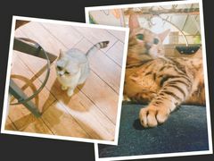 -more than meow吴止猫主题餐厅(承德 中船汇店)