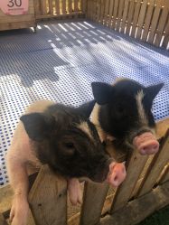 -萌宠亲子动物乐园(槐房万达店)