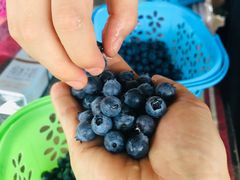 -金谷域澳洲庄园