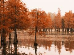 -白鹭湾湿地公园