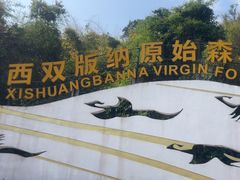 -西双版纳原始森林公园