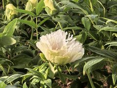 -洛阳市隋唐城遗址植物园