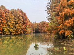 -上海海湾国家森林公园