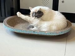 -平行世界·猫咖(首经贸店)
