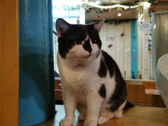 -猫小院猫主题咖啡厅(北锣店)
