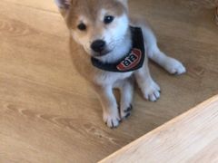 -柴犬小屋·柴餐厅·狗咖食堂(金鼎广场店)