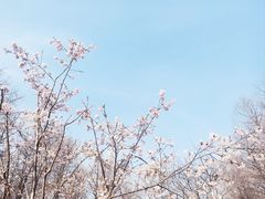 -顾村公园